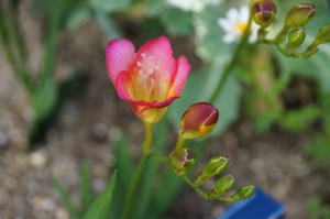 freesia03084