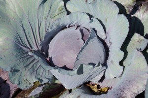 cabbage03519