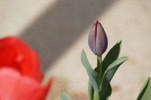 tulip03725
