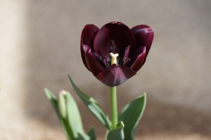 tulip03741
