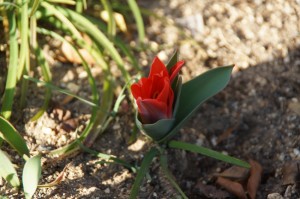tulip04349