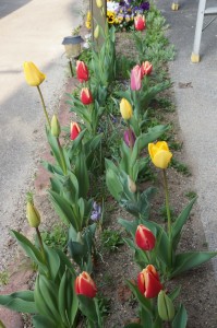 tulip05131