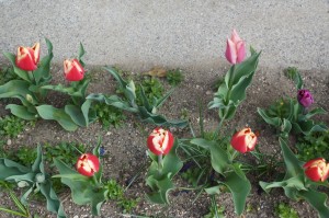 tulip05132