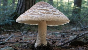 japan-mushroom-market