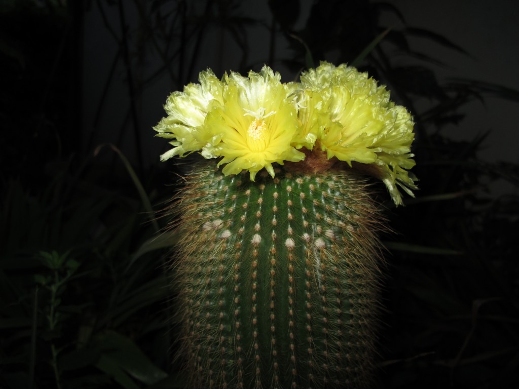 006