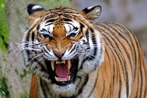 angry-tiger