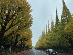 今日の神宮外苑と私【佐藤直子のテニスがすべて】