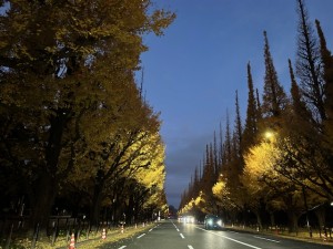 朝6時の銀杏並木【佐藤直子のテニスがすべて】