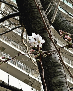 桜の花が…【ちょい不良オヤジ・西尾茂之の辛口ｂｌｏｇ】