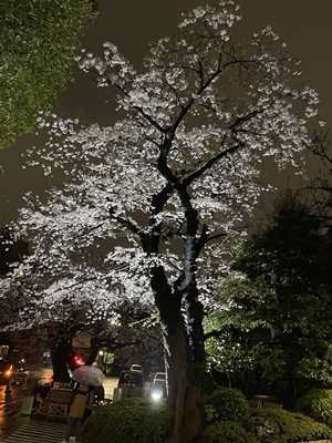 八芳園の夜桜【ちょい不良オヤジ・西尾茂之の辛口ｂｌｏｇ】