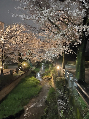 夜桜【ちょい不良オヤジ・西尾茂之の辛口ｂｌｏｇ】