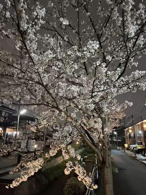 夜桜【ちょい不良オヤジ・西尾茂之の辛口ｂｌｏｇ】